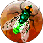 ic_launcher-web